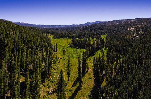 An aerial view of a lush green forest with mountains in the background in California