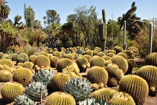 A field of cactus and succulents with trees in the background in the desert botanical garden