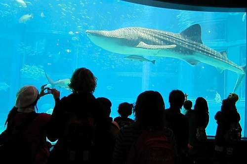 A group of people are looking at a whale shark in Osaka Kaiyukan Aquarium
