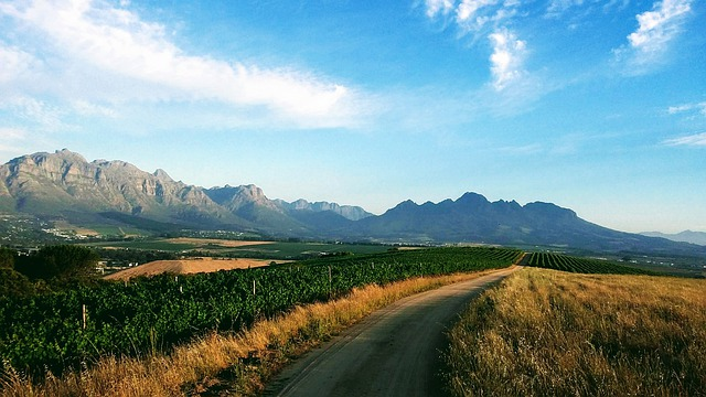 A dirt road going through a field in Tuscany with mountains in the background.