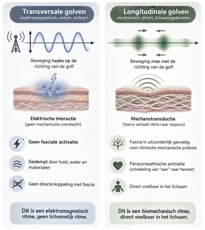 Infographic comparing transverse and longitudinal waves with labels and fascia illustrations