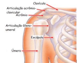articulacao-acromio-clavicula-dr-guilherme-noffs-ortopedista-ombro-sao-paulo