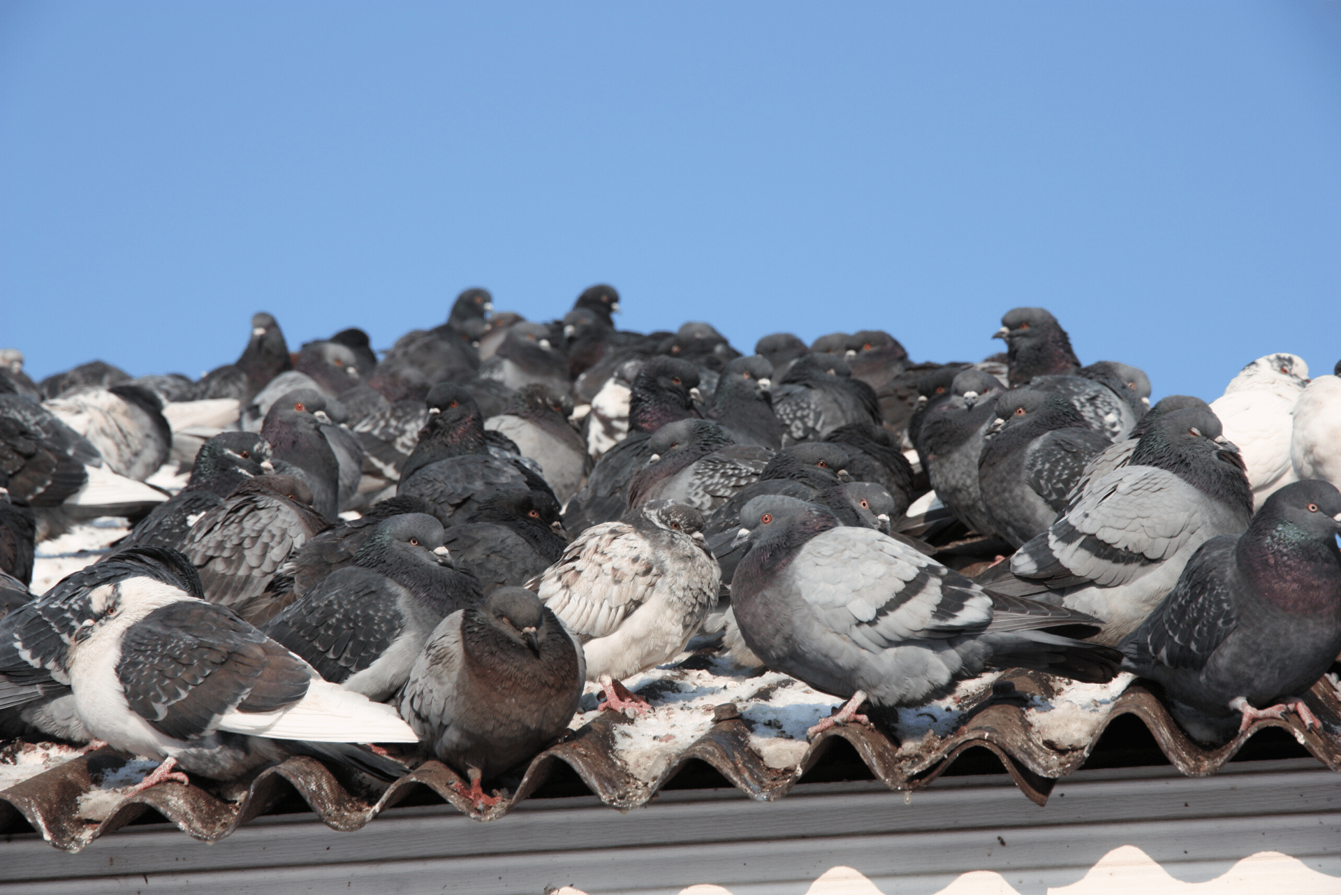 Pigeons on a roof