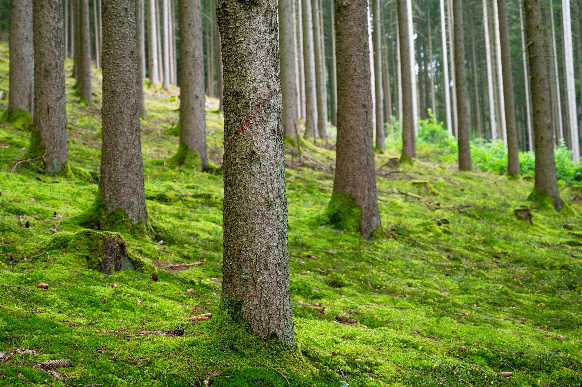 Tree Issues Solution