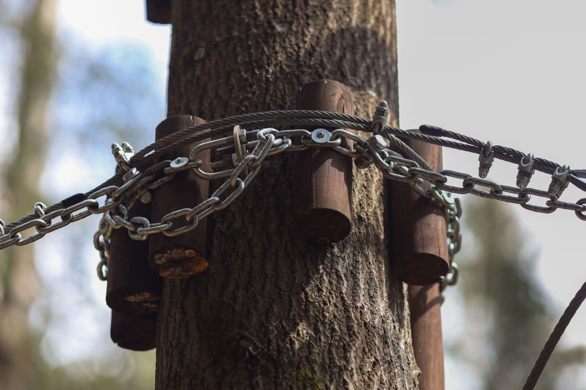 Tree Service Irvine CA