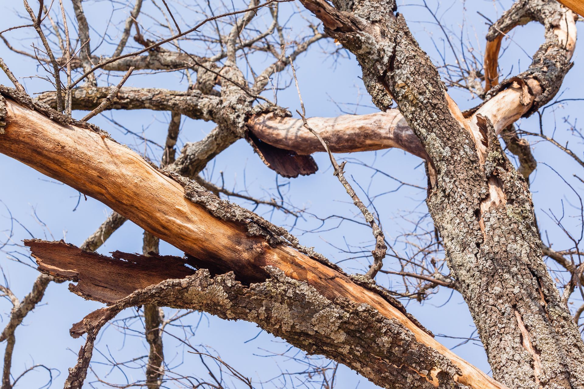 Tree Removal Irvine CA
