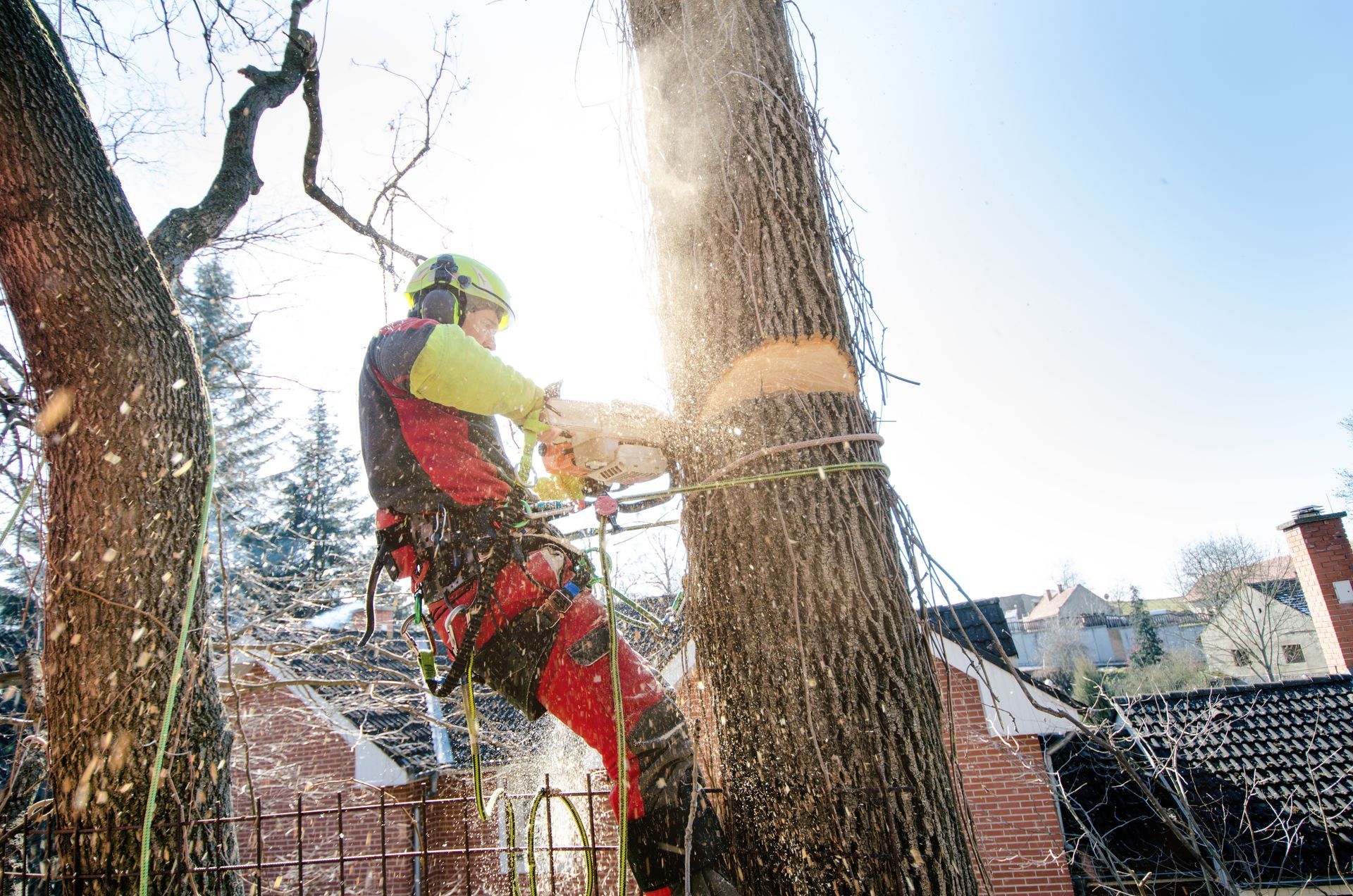 Tree Cutting Irvine CA