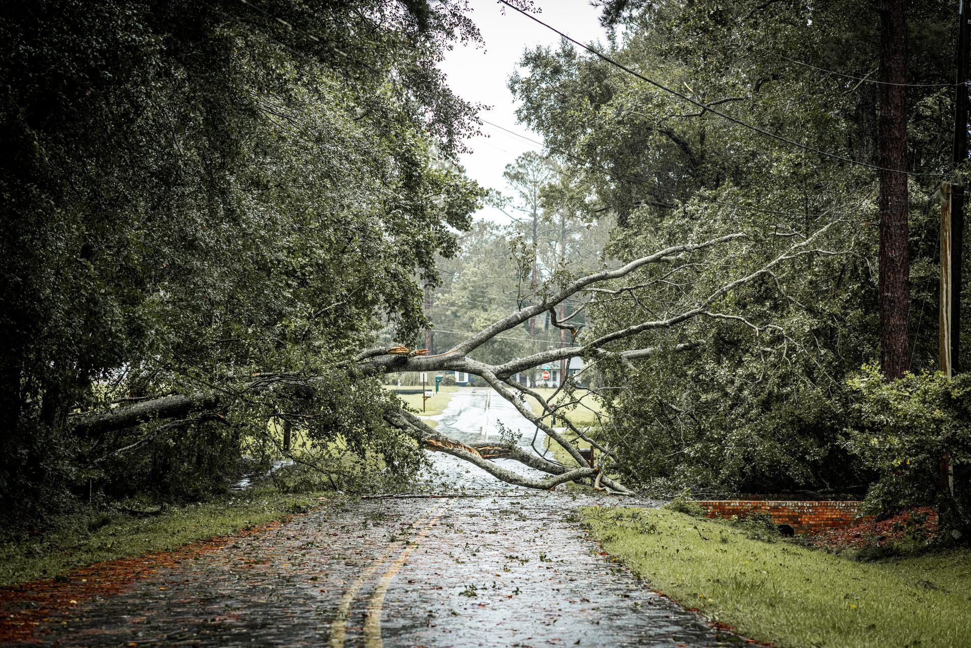 Tree Removal Irvine