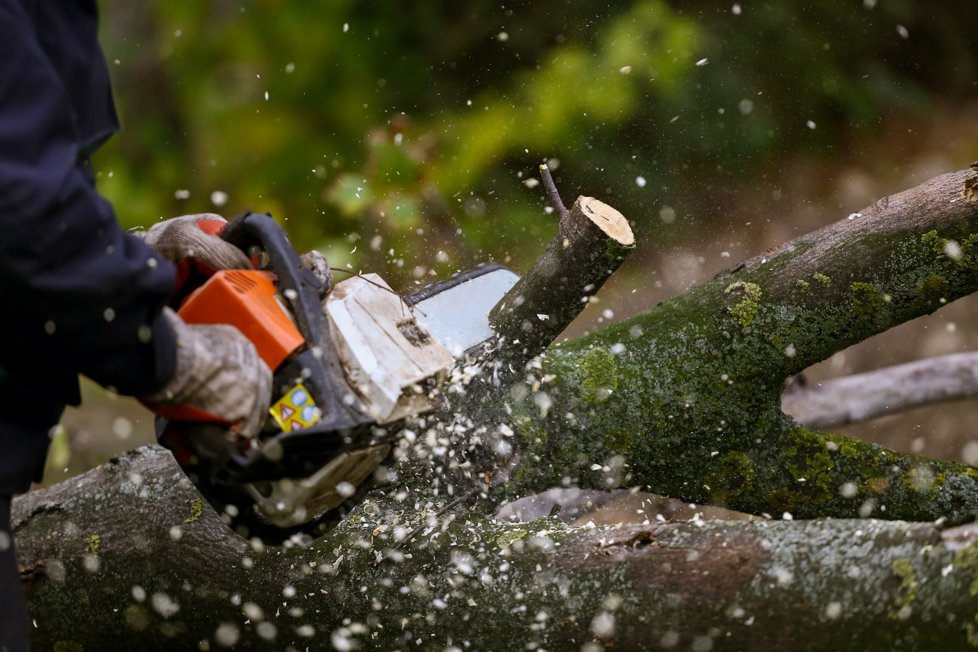 Tree Cutting Irvine