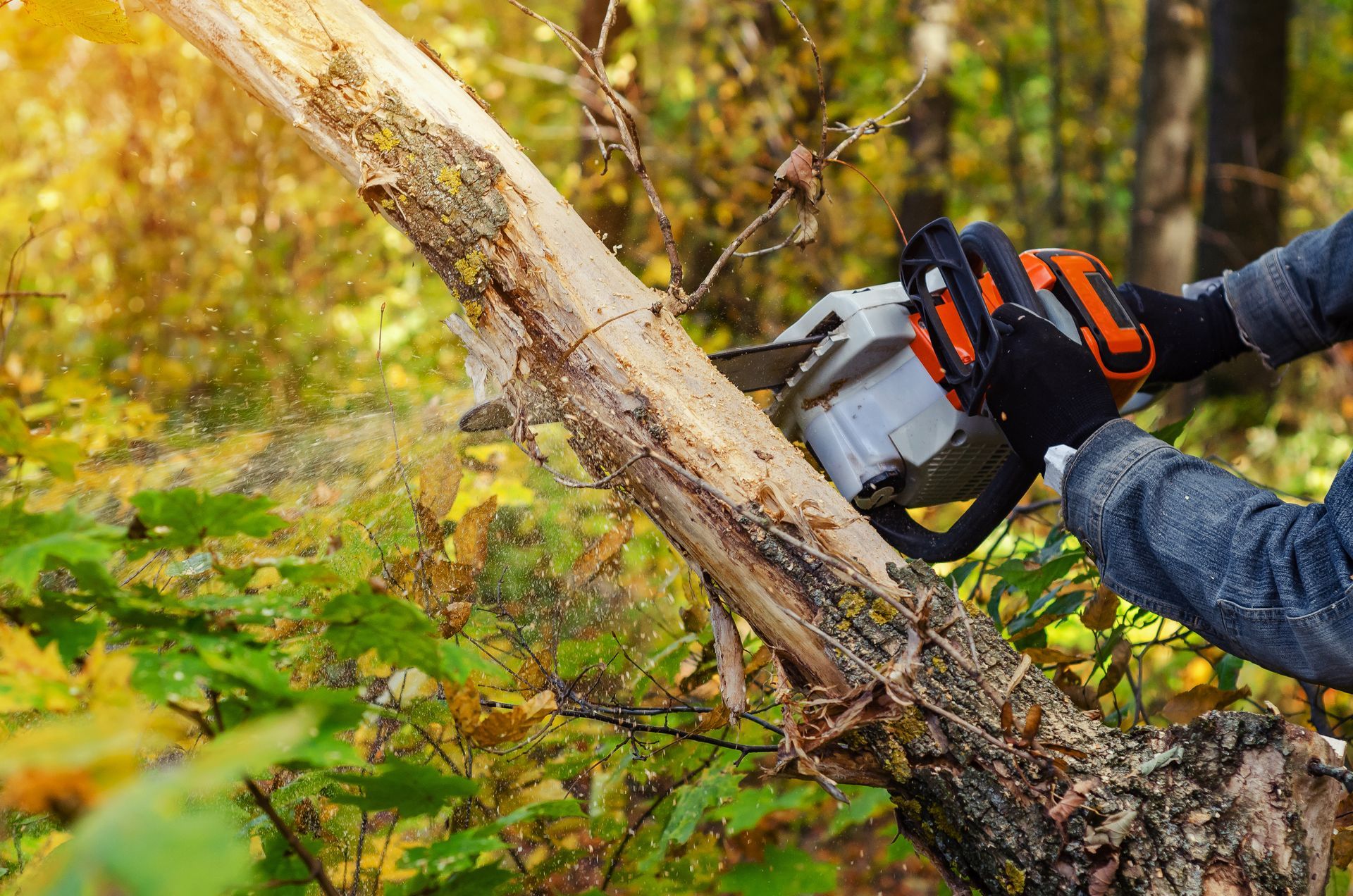 Tree Trimming Services