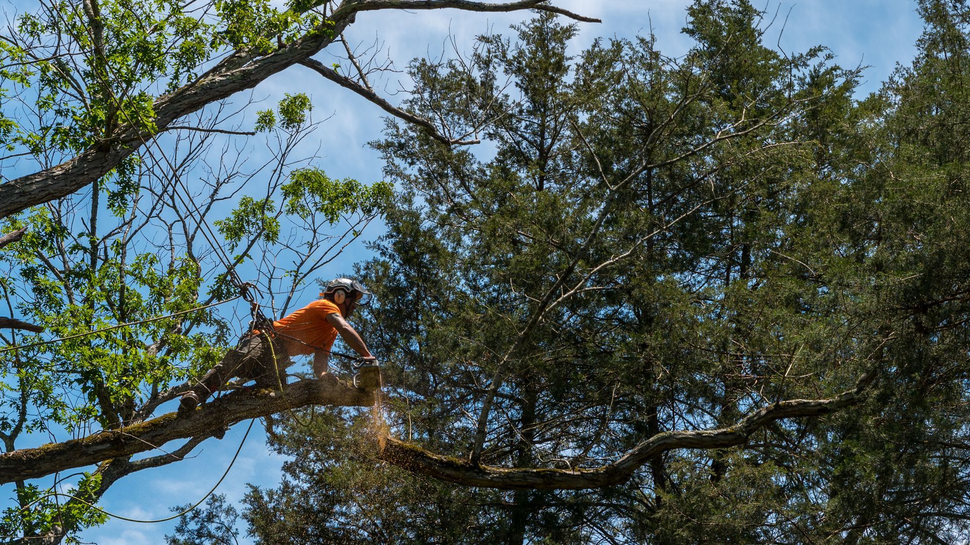 Emergency Tree Service