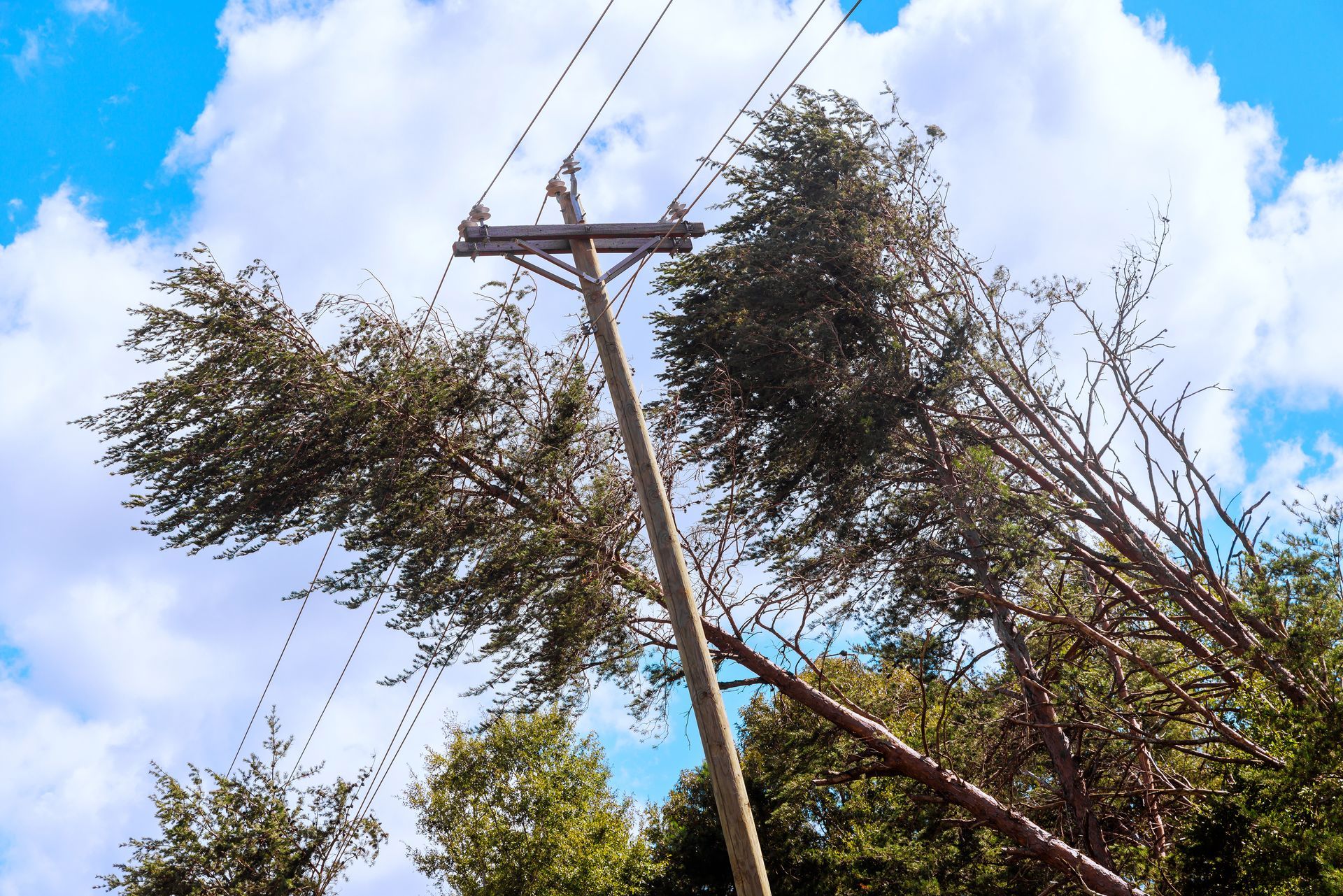 Emergency Tree Service