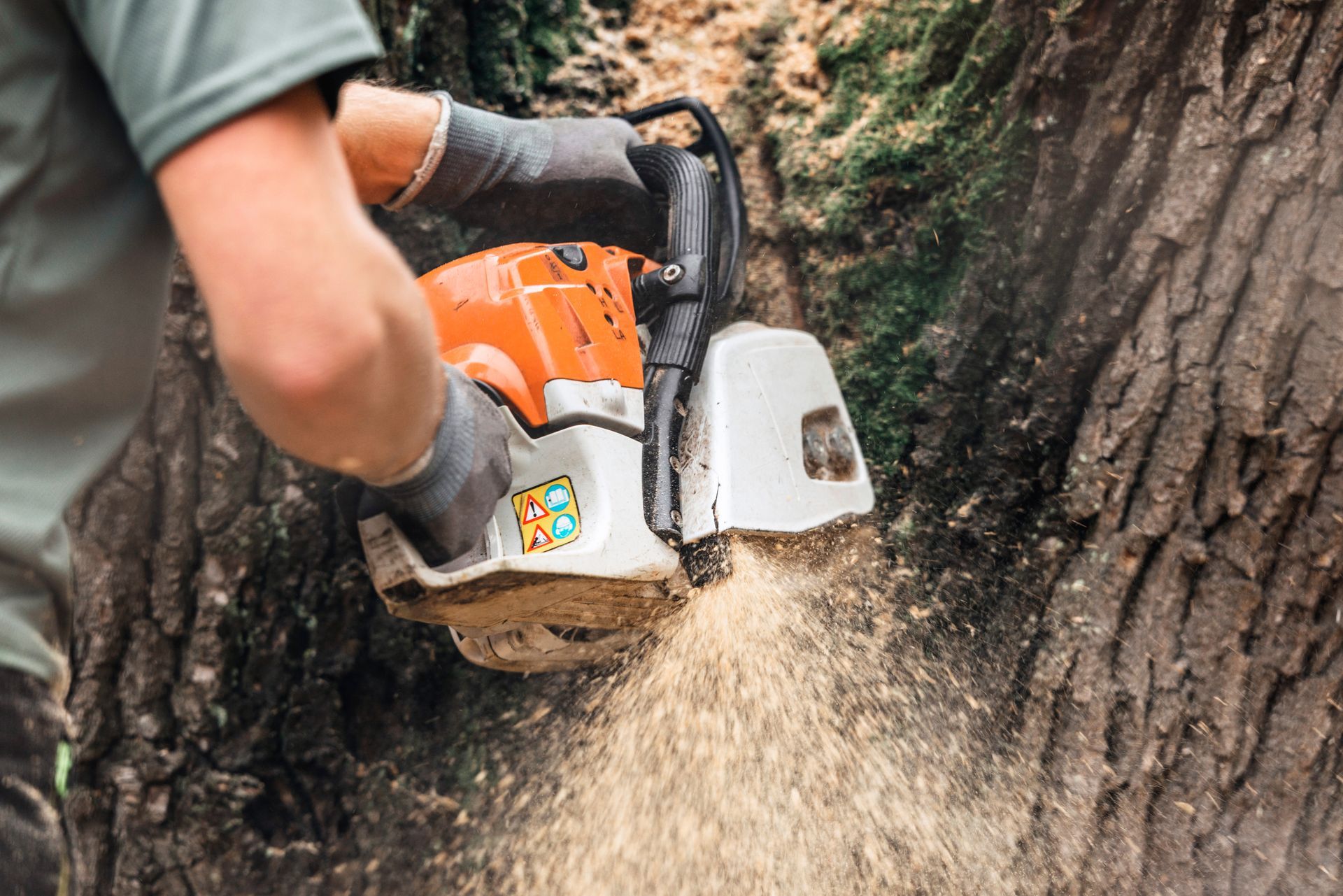 Tree Removal Essential Tips