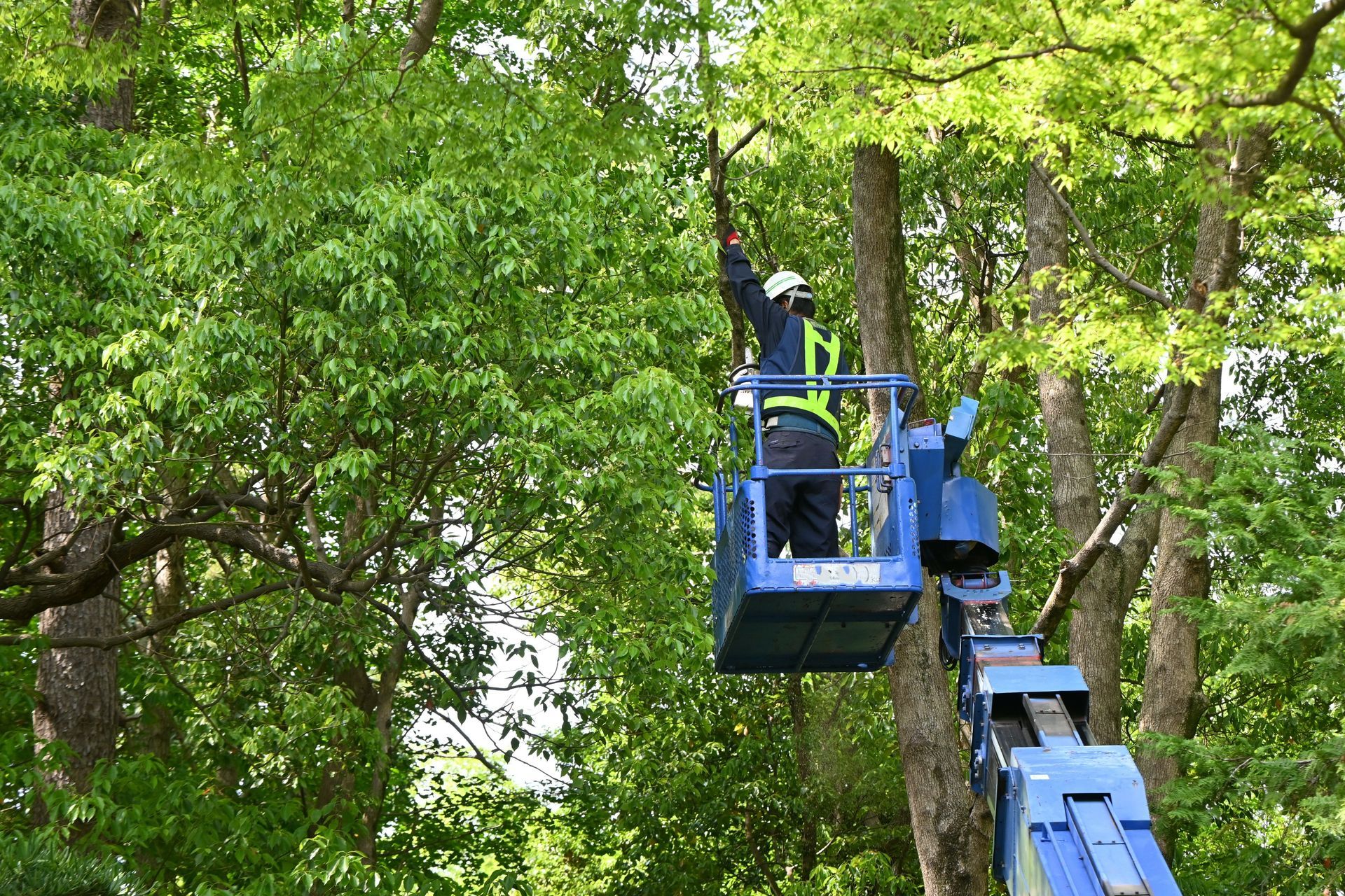 Tree Removal Irvine