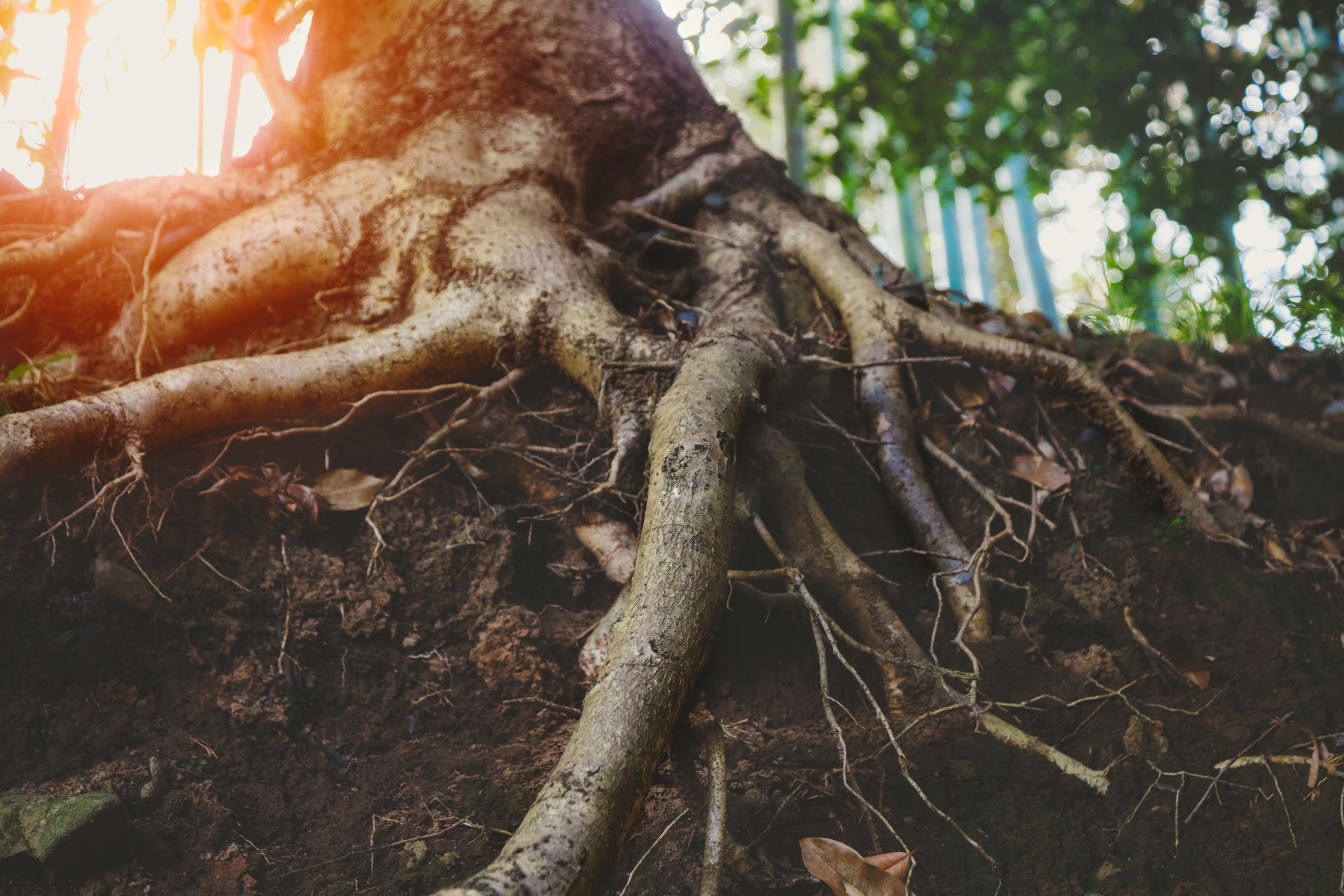 Tree Removal Irvine