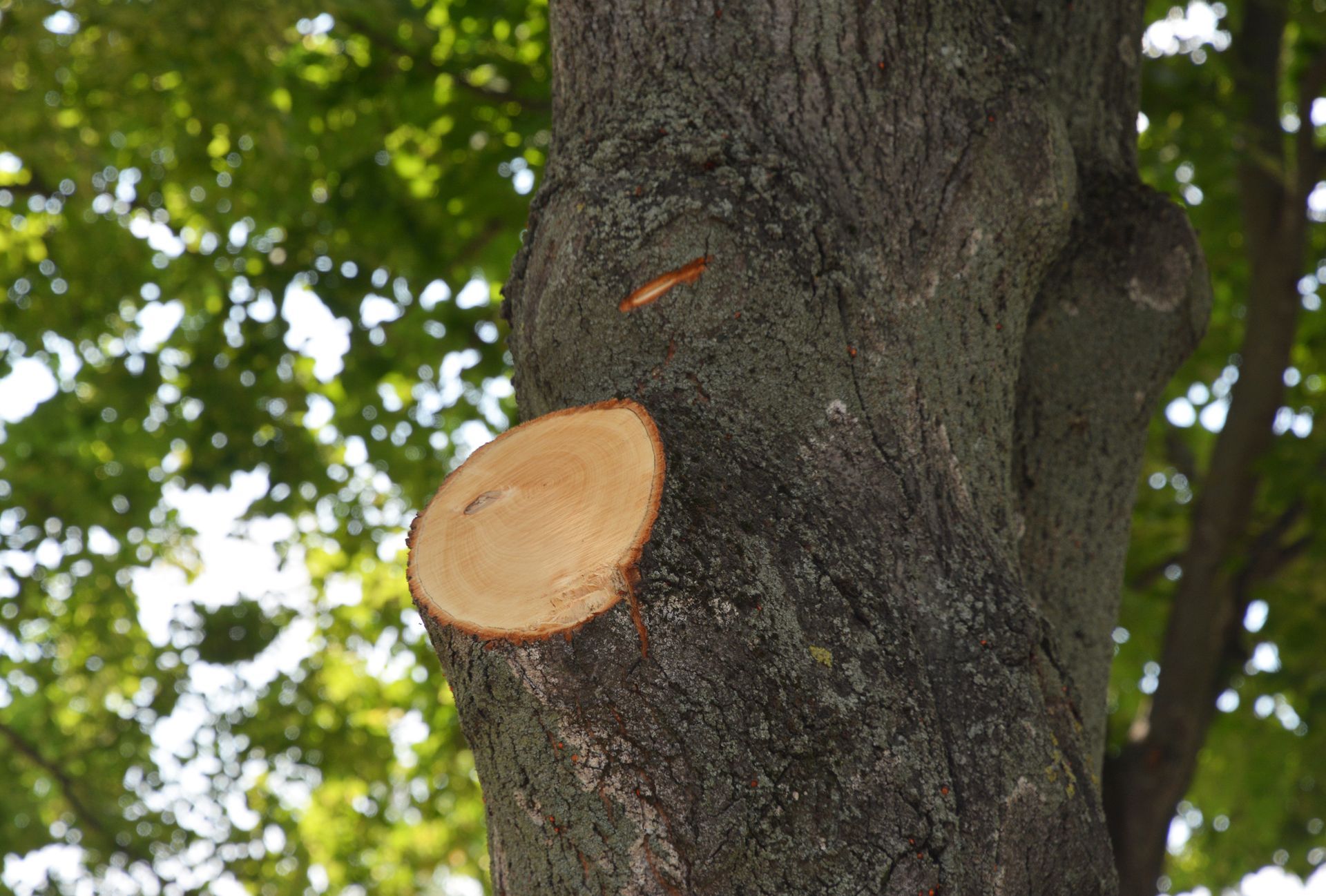 Tree Service Irvine