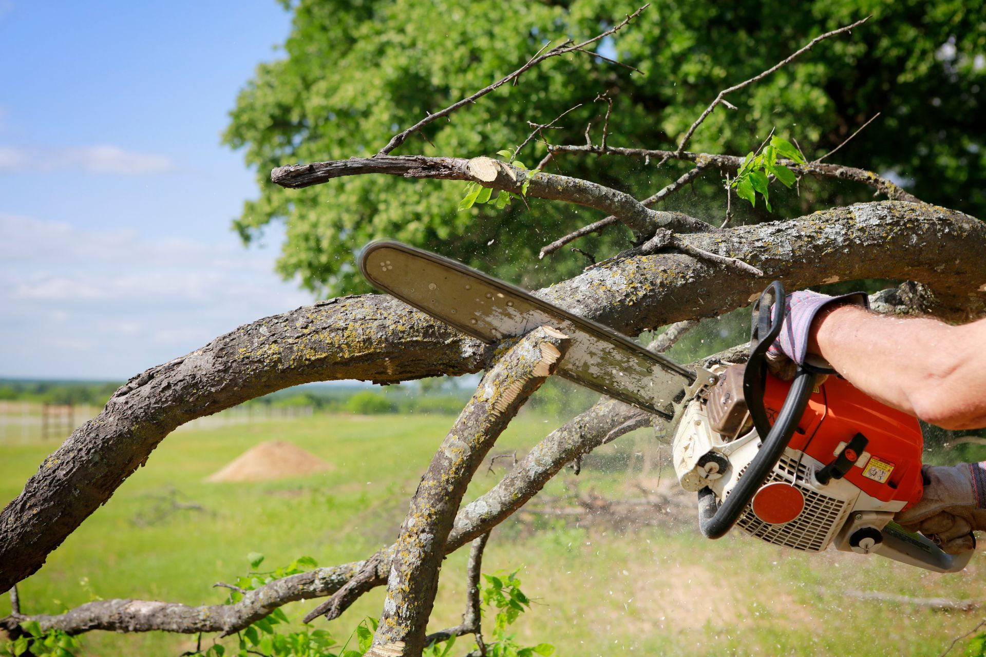 Tree Service Irvine