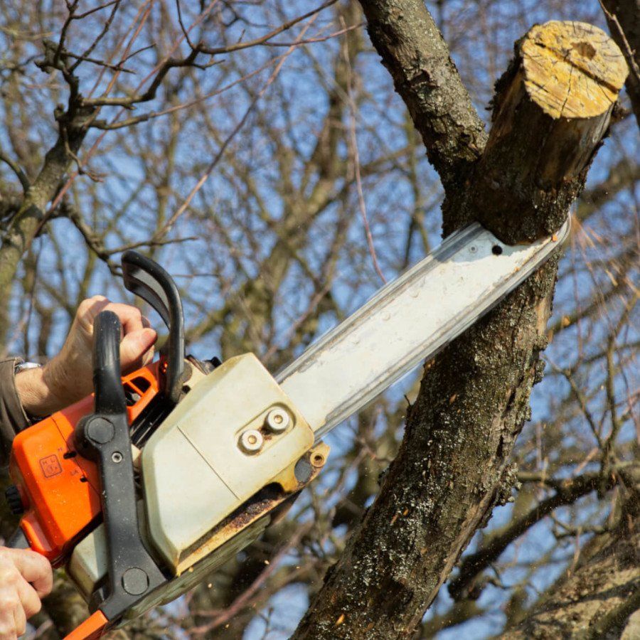 tree trimming irvine