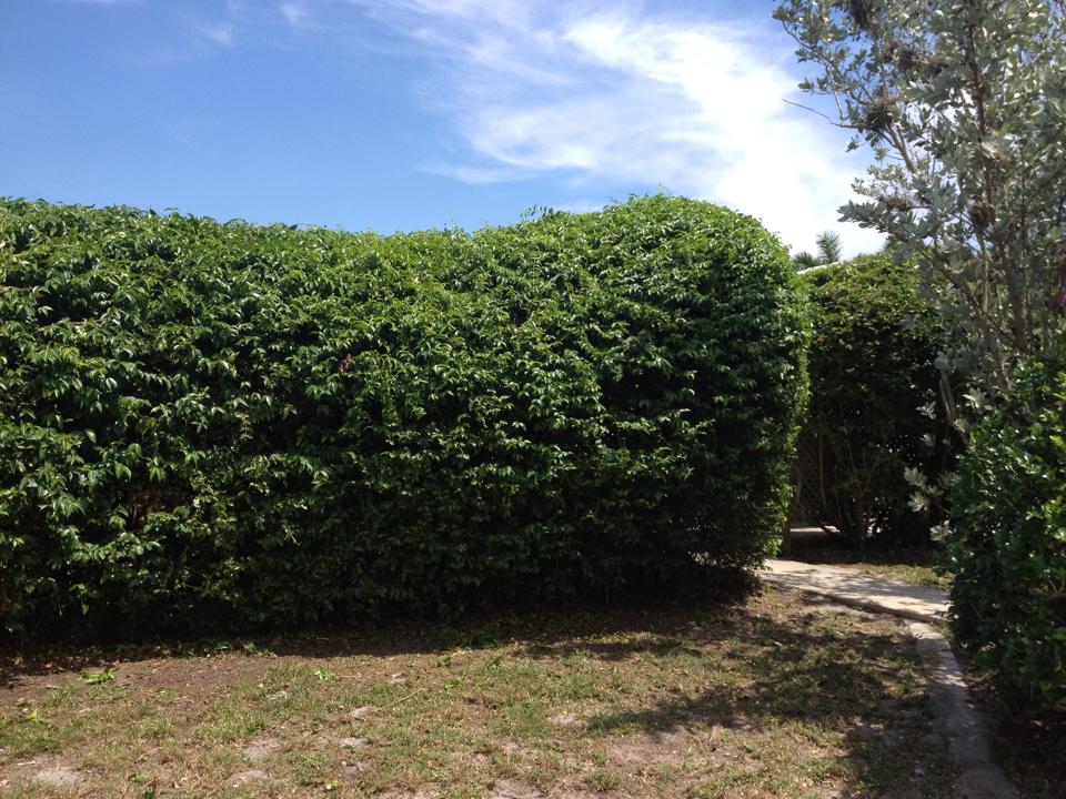 A dense, manicured green hedge stands next to a short stone pathway under a bright blue sky with wispy clouds.