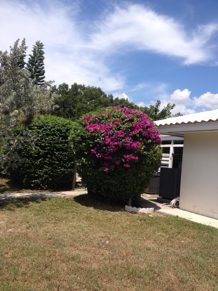 A vibrant purple bougainvillea bush sits next to a white building under a bright blue sky with scattered clouds.