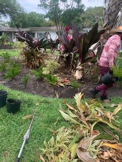 A person in a pink shirt works in a garden, planting greenery near removed plant debris on a lawn.