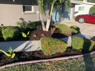 A front yard with a palm tree, manicured shrubs, dark mulch, a concrete walkway, and a red car parked in the driveway.