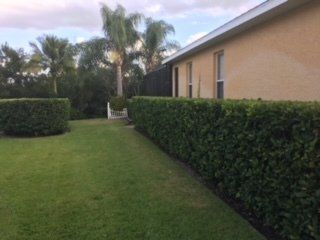 A view of a grassy lawn bordered by a tall, trimmed hedge leading to the side of a beige house with a palm tree background.