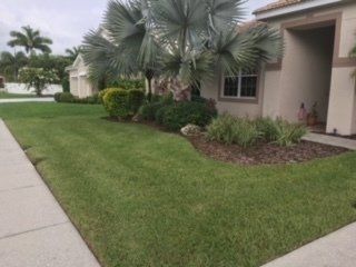 A green residential lawn with a mulch garden bed featuring various shrubs and a silver fan palm in front of a house.
