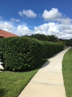A paved sidewalk curves alongside a tall, manicured green hedge under a bright blue sky with scattered white clouds.