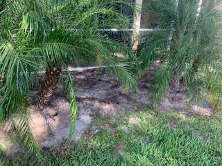 Two small, textured-trunk palm trees growing in a patch of dirt next to a wire fence and green grass.