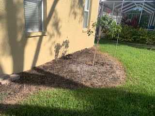 A young tree stands in a patch of mulch next to a tan house wall with two windows, bordering a green grass lawn.