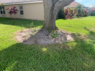 Large tree trunk in a grassy backyard with a sandy mulch bed around the base, near a beige house with windows.