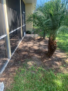 A small palm tree planted in a mulch garden bed next to the screened porch of a home.