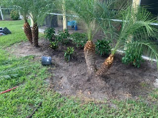 Two clusters of small palm trees planted in a garden bed with fresh dark soil, bordered by green lawn and a screened patio.