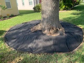 A black landscaping fabric ring surrounds the base of a tree in a residential lawn.