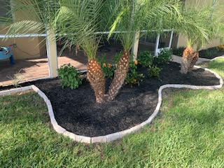 A palm tree in a mulched garden bed with a stone border in front of a residential patio.