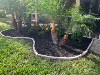 A kidney-shaped garden bed with three small palm trees, dark mulch, and a stone border next to a lawn and building.