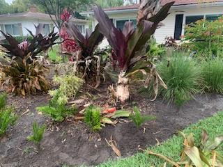 A flower bed in front of a house, featuring large dark-leaved tropical plants, smaller green ferns, and ornamental grasses.