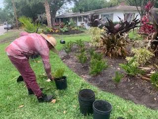 A person in a red shirt and pants plants small shrubs in a yard, with several black empty pots nearby on the grass.