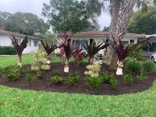 A landscaped garden bed in front of a house, featuring several dark-leaved Cordyline plants and small shrubs in dark mulch.