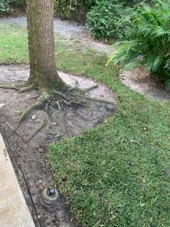 A tree trunk with exposed roots surrounded by soil, a patch of green grass, and a circular landscape light.
