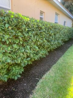 A dense, well-trimmed green hedge runs along the side of a light-colored building, bordered by a dark mulch bed and lawn.