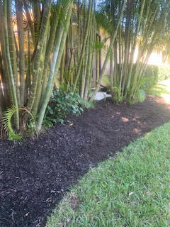 A row of tall palm trees behind a bed of dark, freshly spread mulch adjacent to a green grass lawn.