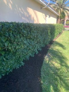 A neatly trimmed, tall green hedge runs along a house wall next to a manicured lawn and a bed of fresh dark mulch.