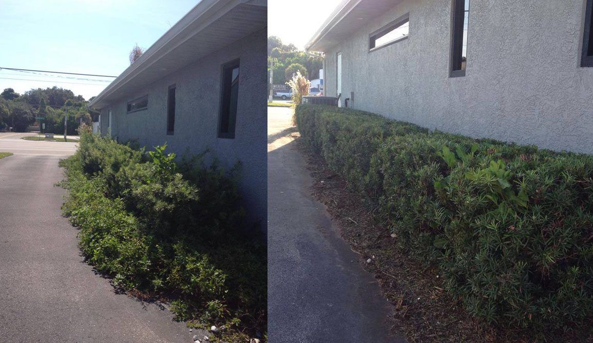 A before-and-after view of a building's landscaping showing untrimmed bushes and the same hedges neatly pruned.