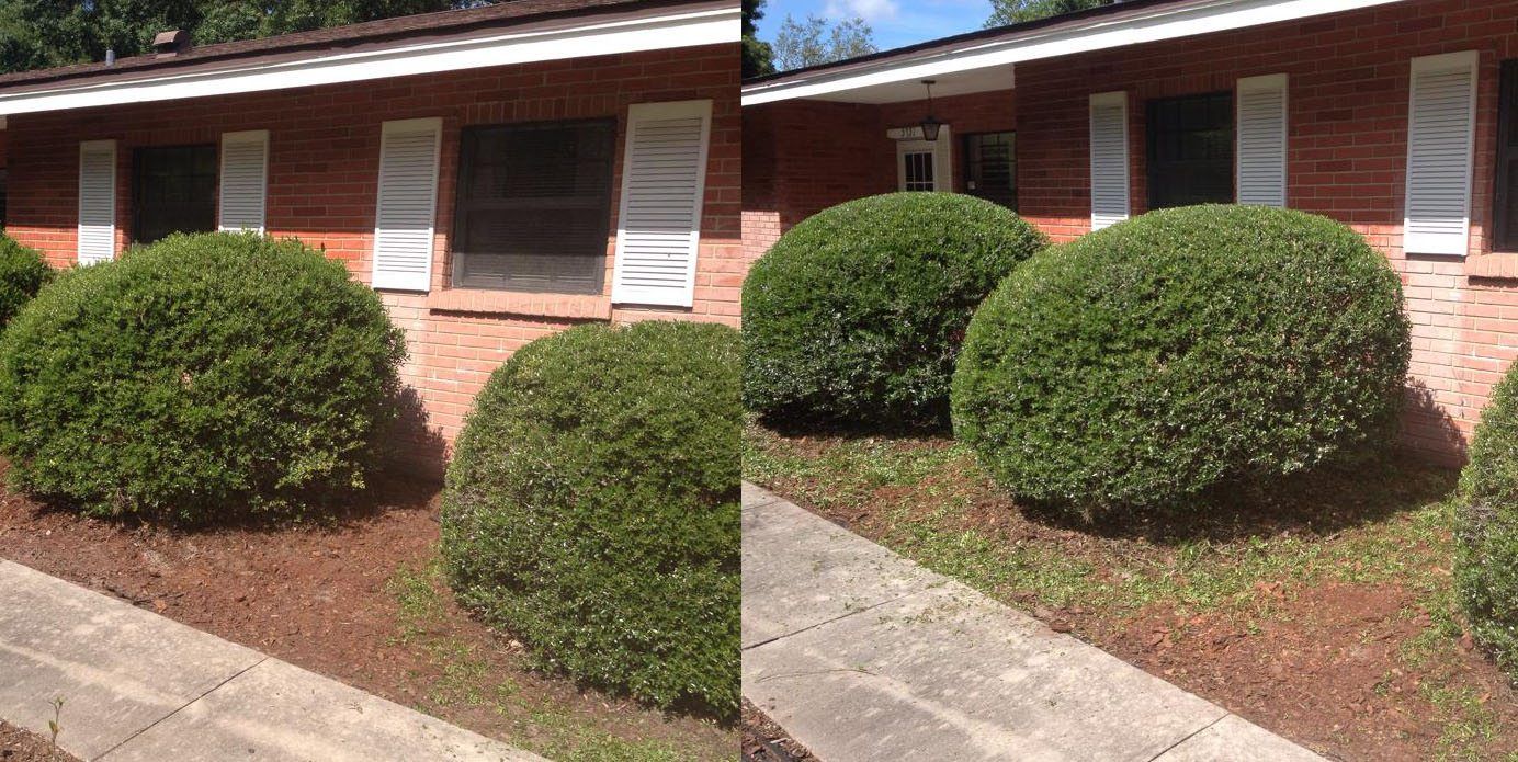Side-by-side comparison of a brick house foundation with trimmed shrubs and mulch before and after weeding.