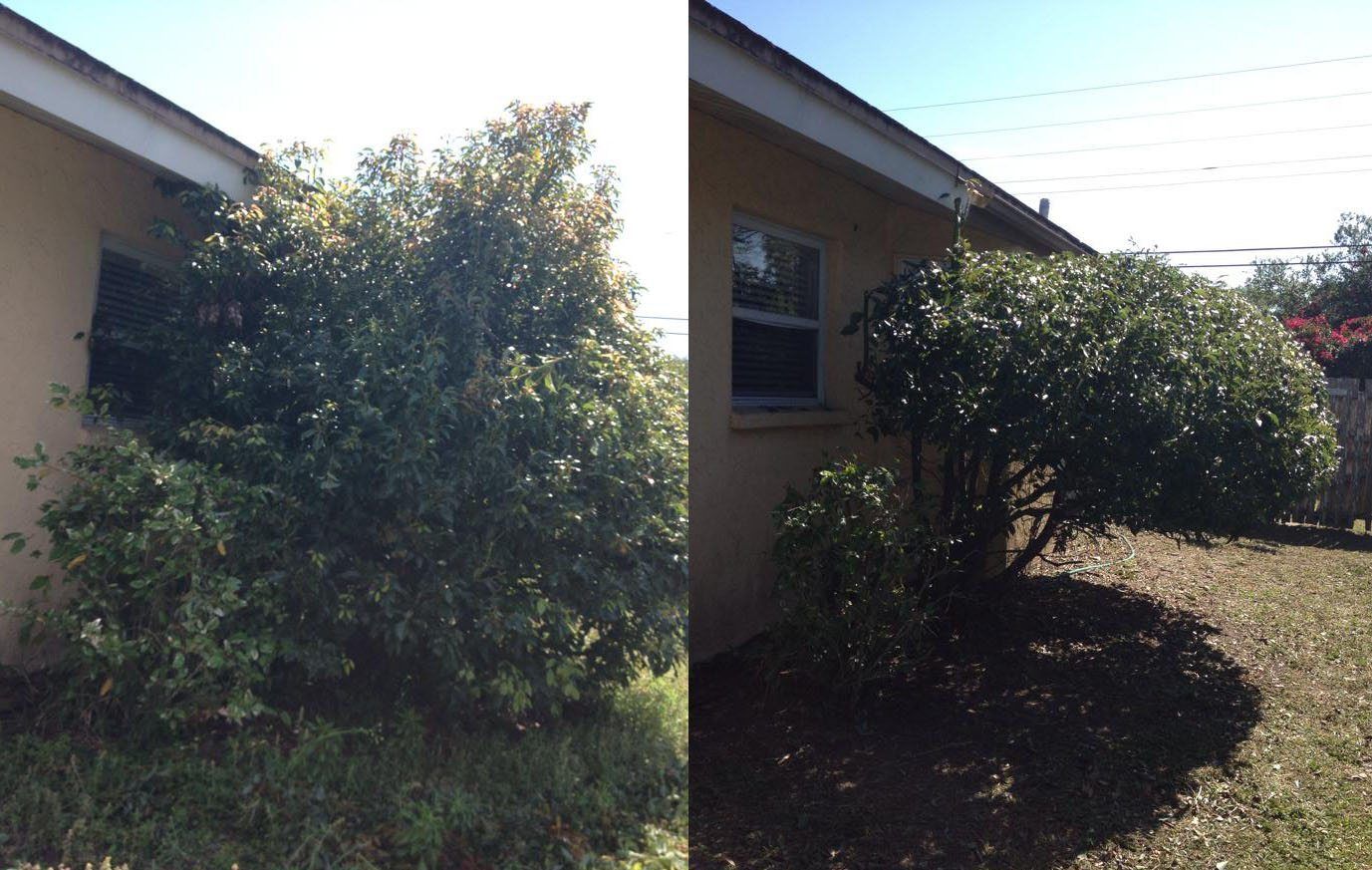 A side-by-side comparison of a bush next to a house before and after it was trimmed and shaped.
