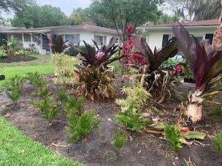 A suburban front yard garden with a row of small ferns in front of several large, dark purple bromeliads and shrubs.