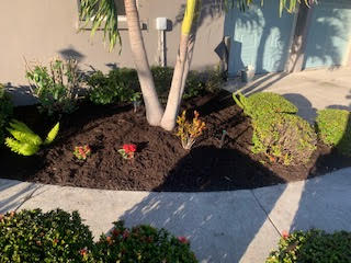 A landscaped garden bed with mulch, small red flowers, green bushes, and a palm tree in front of a building.
