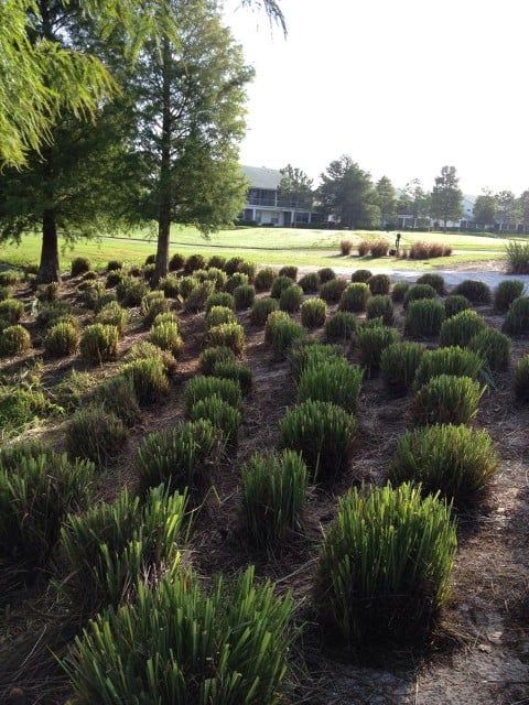A garden bed filled with rows of small, rounded green plants, with large trees and a building in the background.